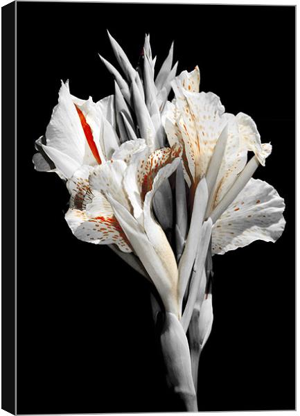 Canna Lily with red stripes and dots , in bloom. I Canvas Print by Eyal Nahmias
