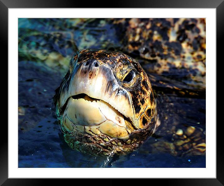 Hawaiian Green Sea Turtle Framed Mounted Print by Ken Patterson