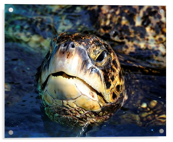 Hawaiian Green Sea Turtle Acrylic by Ken Patterson