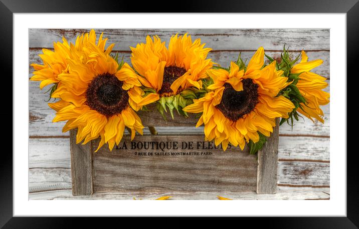 sunflowers  Framed Mounted Print by sue davies