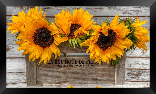 sunflowers  Framed Print by sue davies