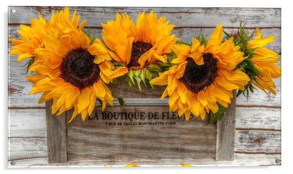 sunflowers  Acrylic by sue davies