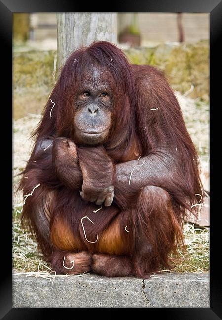  Shy Orangutan Framed Print by Gary Kenyon