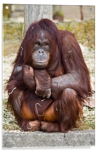  Shy Orangutan Acrylic by Gary Kenyon