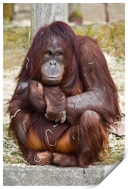  Shy Orangutan Print by Gary Kenyon