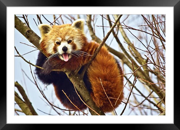  Cheeky Red Panda Framed Mounted Print by Gary Kenyon