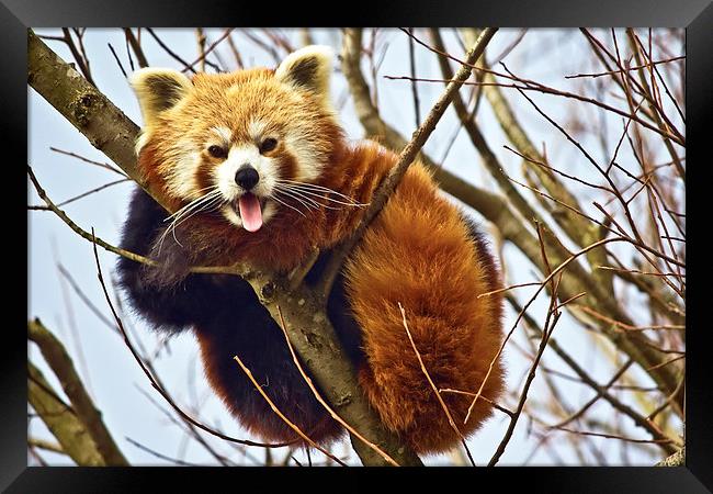  Cheeky Red Panda Framed Print by Gary Kenyon