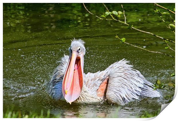  Pelican Print by Gary Kenyon