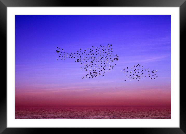 Dancing Birds Norfolk Coast Framed Mounted Print by David French