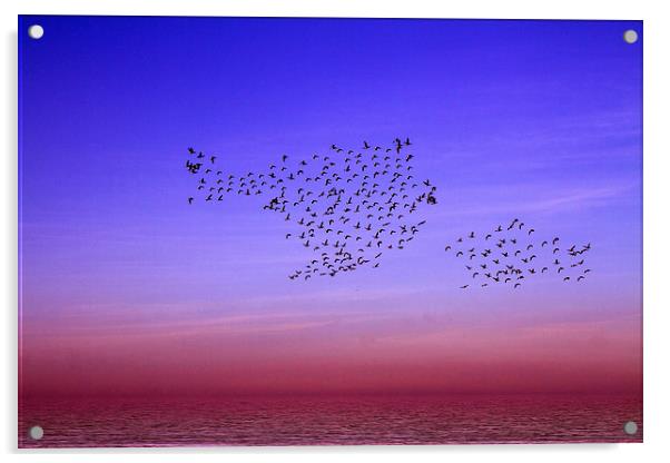 Dancing Birds Norfolk Coast Acrylic by David French