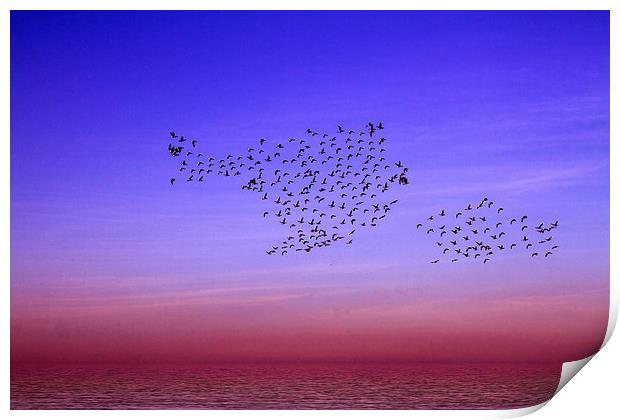 Dancing Birds Norfolk Coast Print by David French