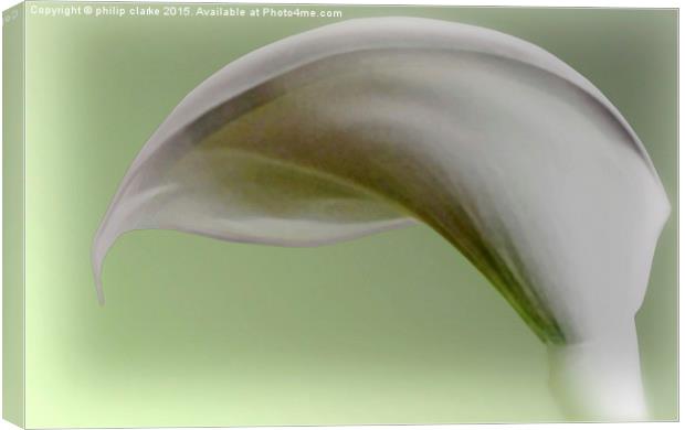  White Calla Lily with Green Tint Canvas Print by philip clarke