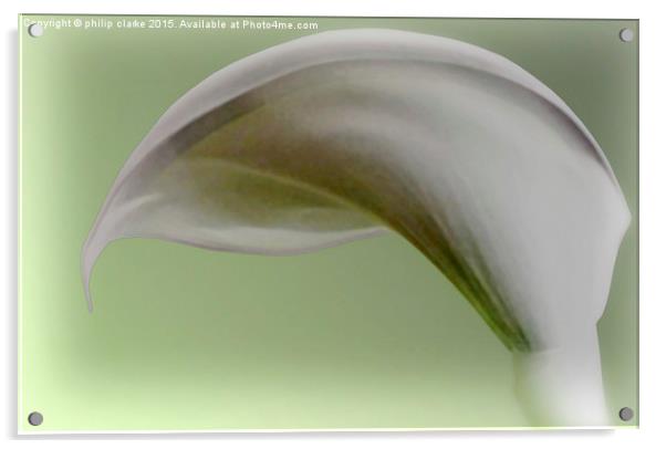  White Calla Lily with Green Tint Acrylic by philip clarke