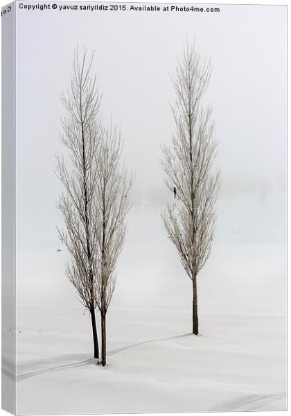  Poplar trees in winter Canvas Print by yavuz sariyildiz