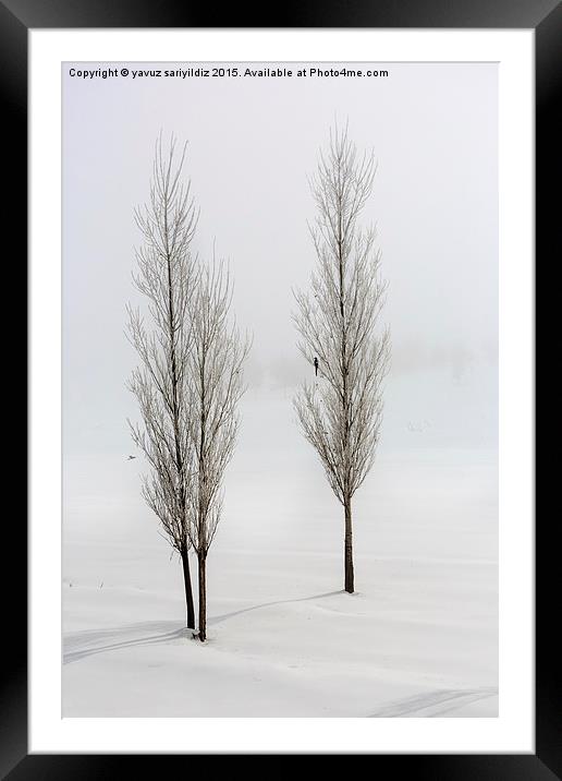  Poplar trees in winter Framed Mounted Print by yavuz sariyildiz