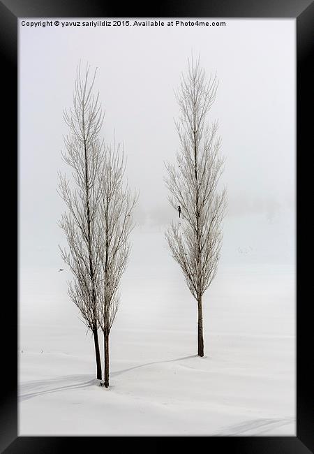  Poplar trees in winter Framed Print by yavuz sariyildiz