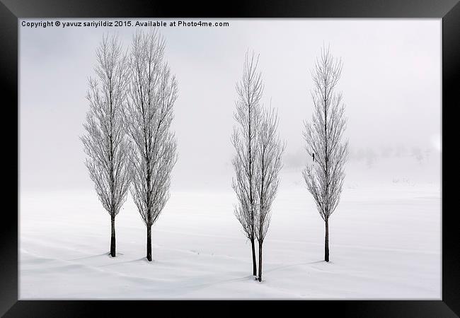 Poplar trees in winter  Framed Print by yavuz sariyildiz