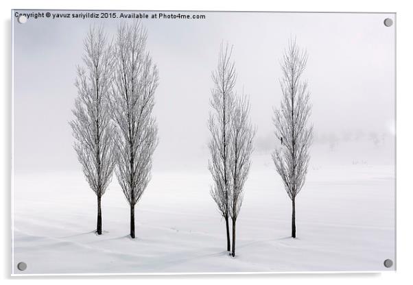  Poplar trees in winter  Acrylic by yavuz sariyildiz