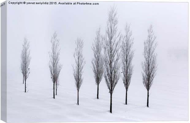  Poplar trees in winter  Canvas Print by yavuz sariyildiz