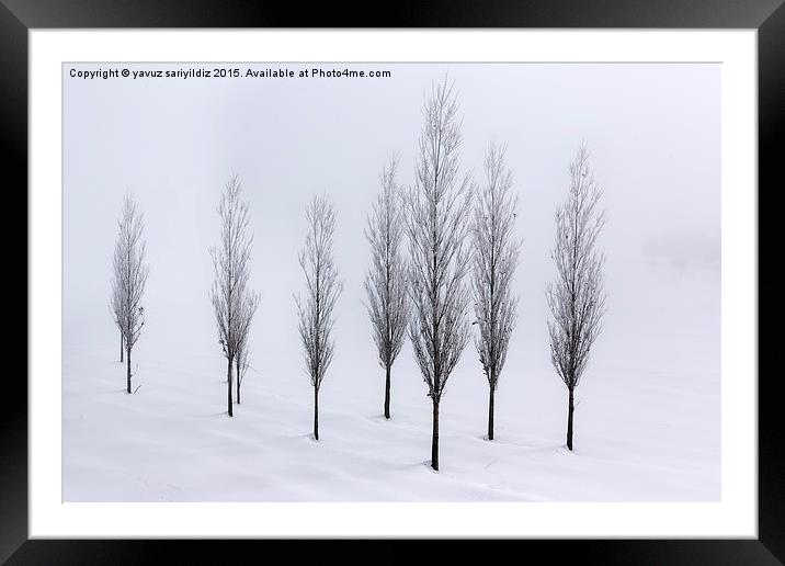  Poplar trees in winter  Framed Mounted Print by yavuz sariyildiz