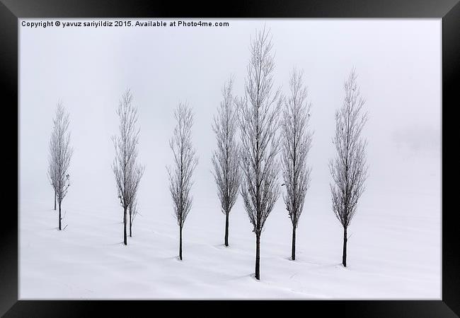  Poplar trees in winter  Framed Print by yavuz sariyildiz