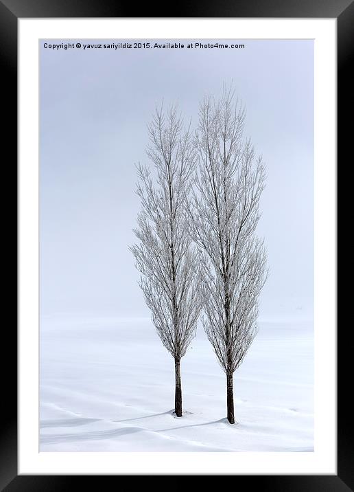 Poplar trees in winter Framed Mounted Print by yavuz sariyildiz