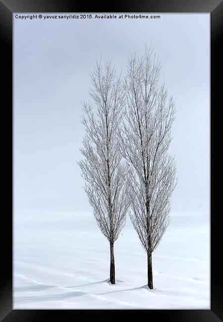 Poplar trees in winter Framed Print by yavuz sariyildiz