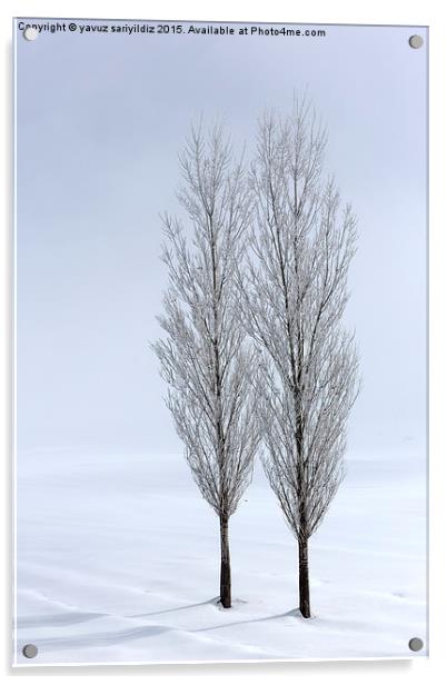 Poplar trees in winter Acrylic by yavuz sariyildiz