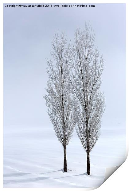 Poplar trees in winter Print by yavuz sariyildiz