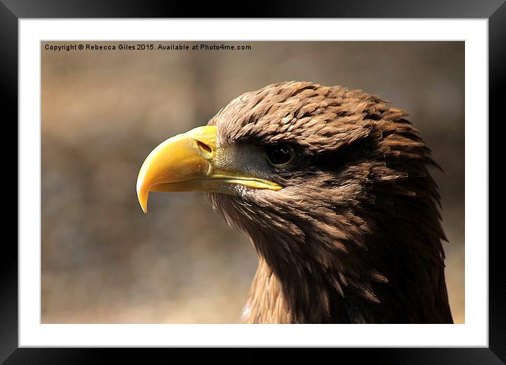  Golden Eagle Framed Mounted Print by Rebecca Giles