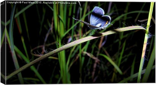  Blue Butterfly Canvas Print by Paul Mays