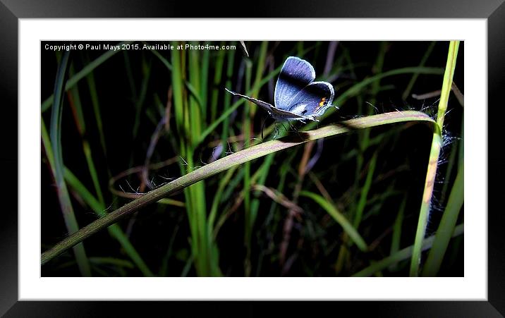  Blue Butterfly Framed Mounted Print by Paul Mays