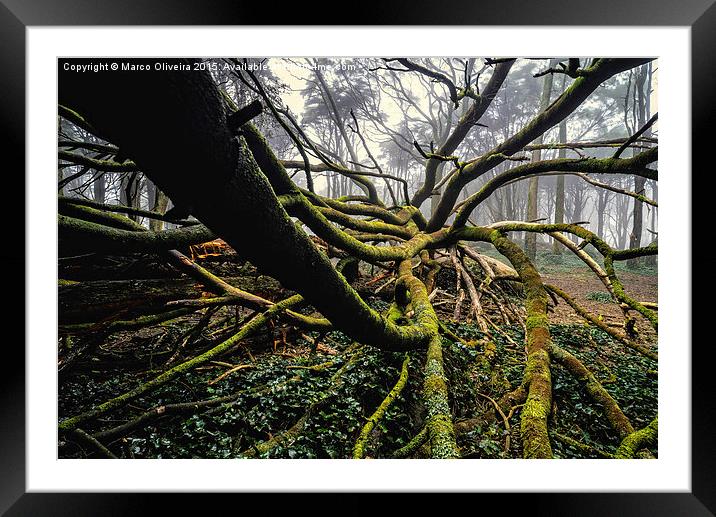 The Fallen Tree I Framed Mounted Print by Marco Oliveira