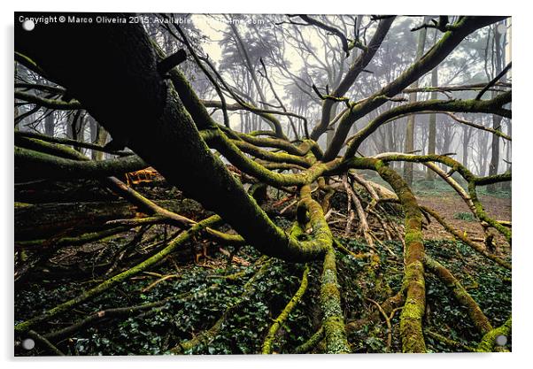 The Fallen Tree I Acrylic by Marco Oliveira