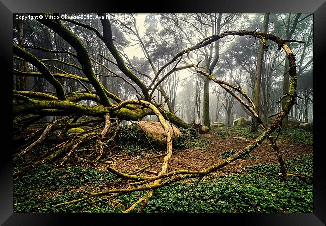 The Fallen Tree II Framed Print by Marco Oliveira
