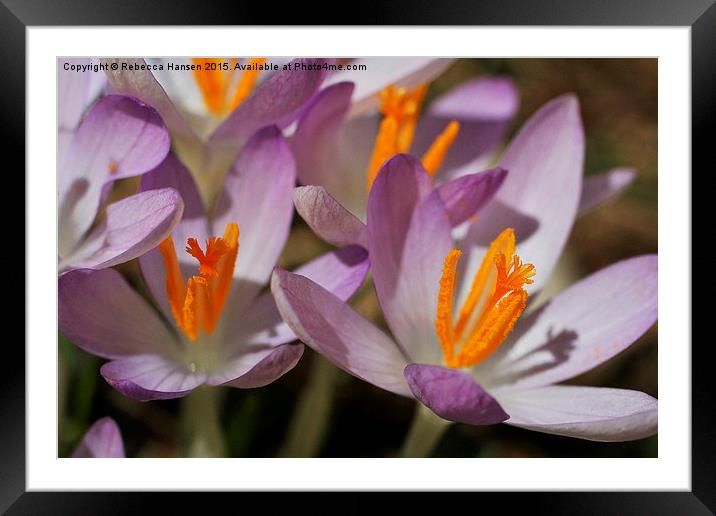  Spring at Last Framed Mounted Print by Rebecca Hansen