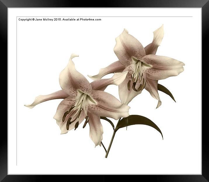 Pink and White OT Lilies (Toned) Framed Mounted Print by Jane McIlroy