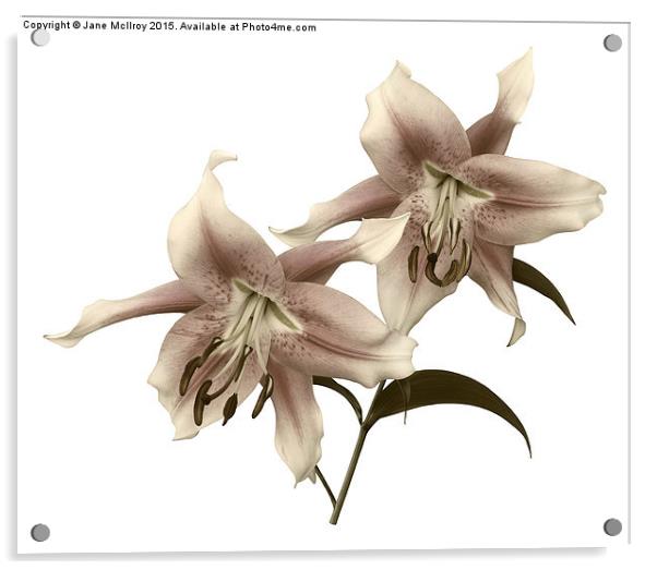 Pink and White OT Lilies (Toned) Acrylic by Jane McIlroy