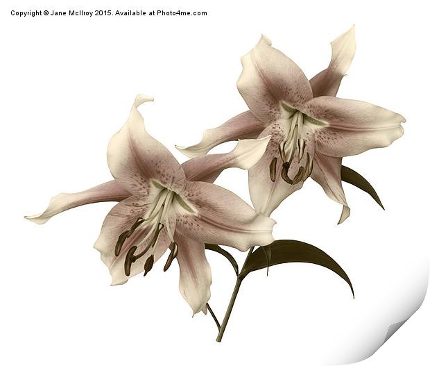 Pink and White OT Lilies (Toned) Print by Jane McIlroy