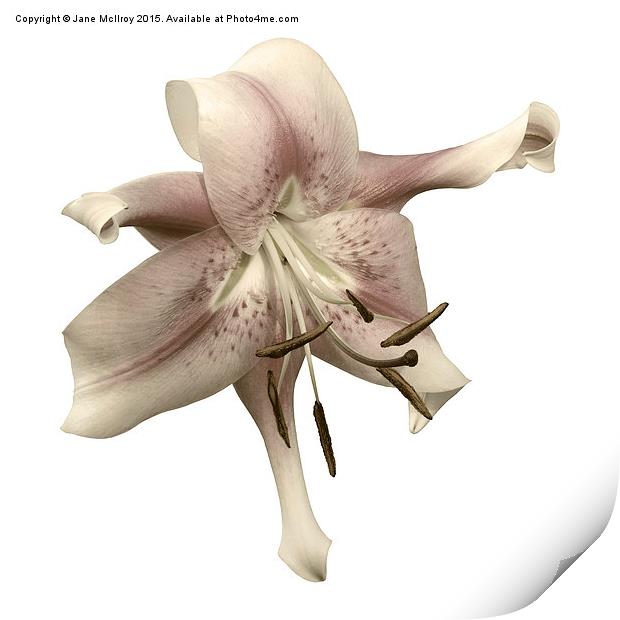 Pink and White OT Lily (Toned) Print by Jane McIlroy