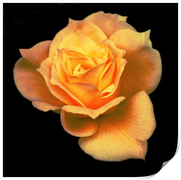 Softened Rose  Print by james balzano, jr.