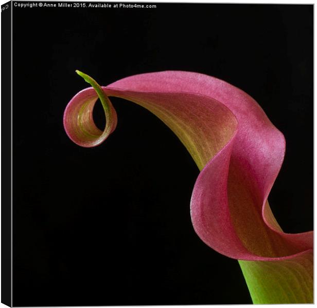  Curly Pink Cala Lily Canvas Print by Anne Miller