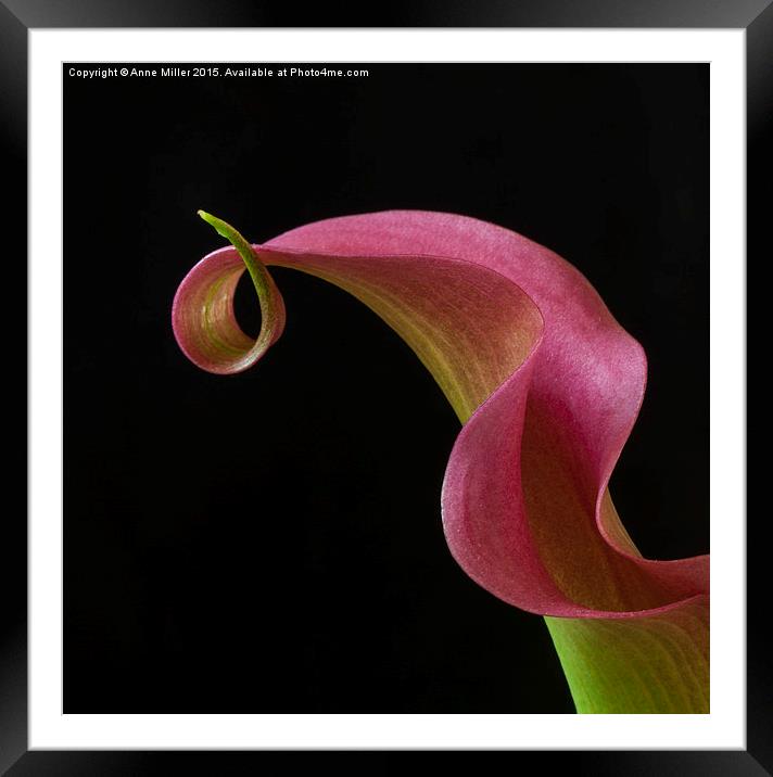  Curly Pink Cala Lily Framed Mounted Print by Anne Miller