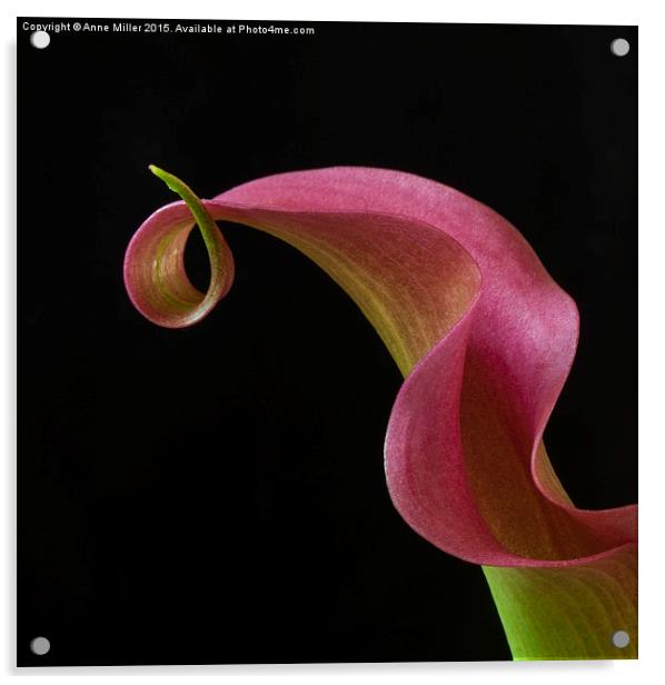  Curly Pink Cala Lily Acrylic by Anne Miller
