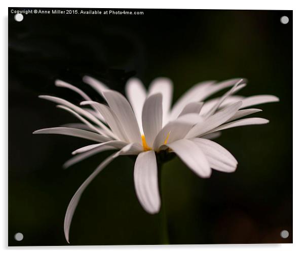  Michaelmas Daisy in Sunlight Acrylic by Anne Miller