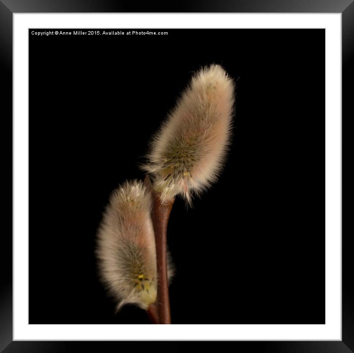  Catkins Framed Mounted Print by Anne Miller