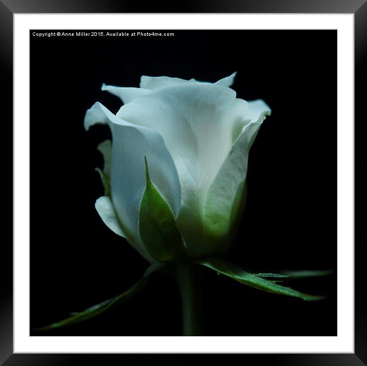  White Rose Framed Mounted Print by Anne Miller