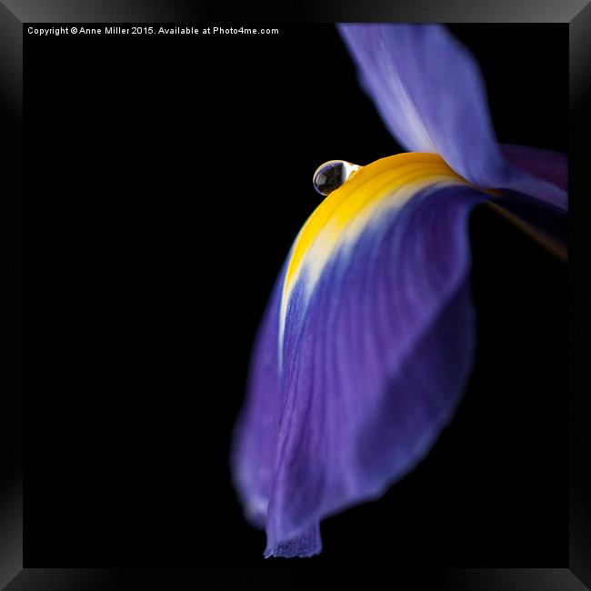  Purple Iris Framed Print by Anne Miller