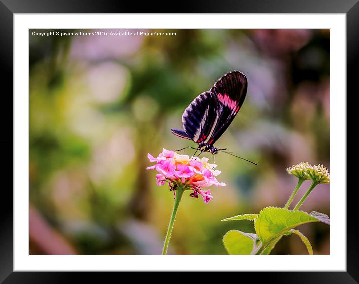 Thirsty Tropical Butterfly  Framed Mounted Print by Jason Williams