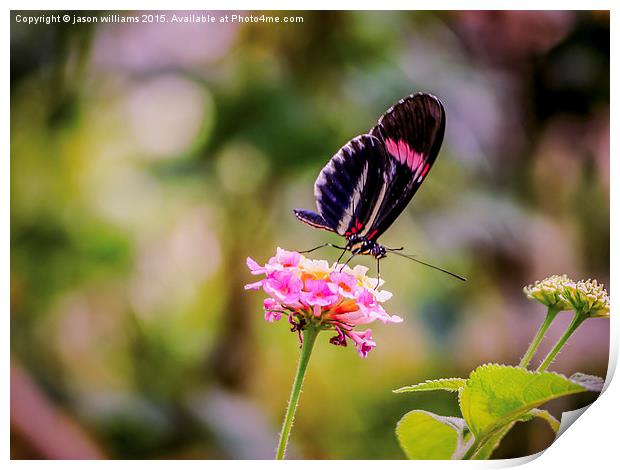 Thirsty Tropical Butterfly  Print by Jason Williams